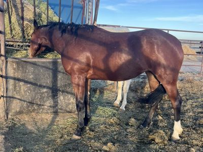 Aqha 3 Year Old Bay Filly