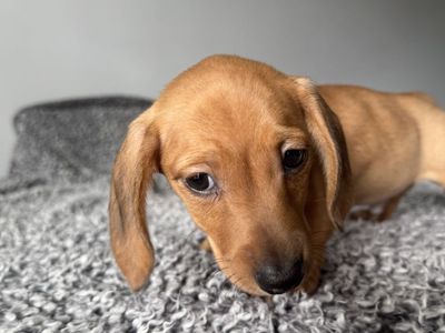 Mini Dachshund pups