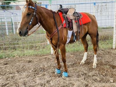Barrel/flag Gelding
