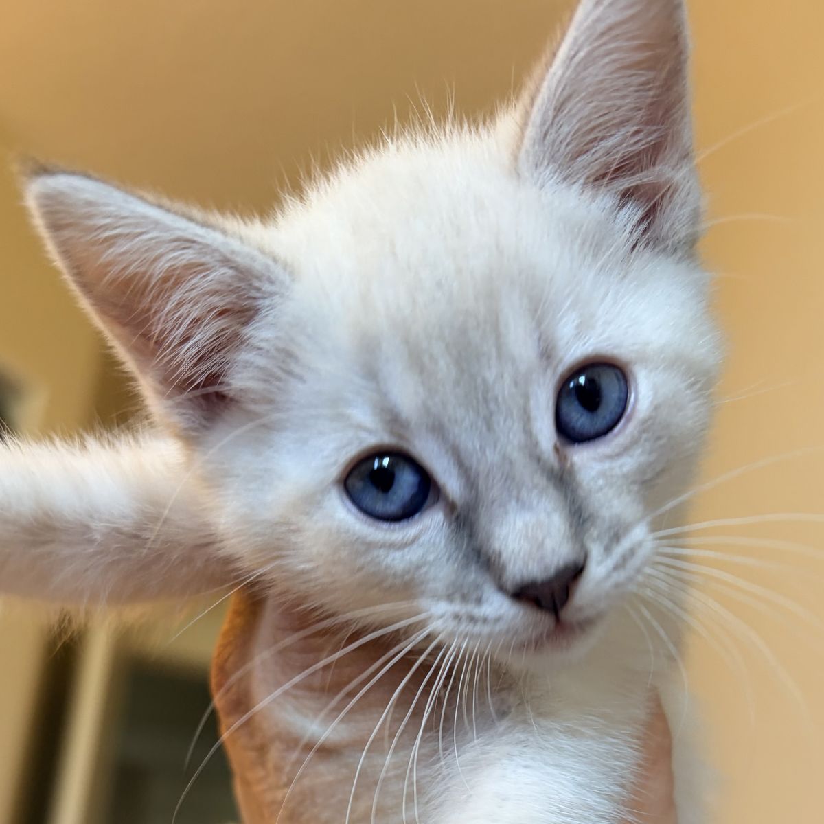 Ragamese Siamese x Ragdoll kittens