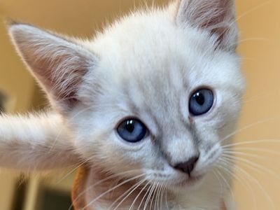 Ragamese Siamese x Ragdoll kittens