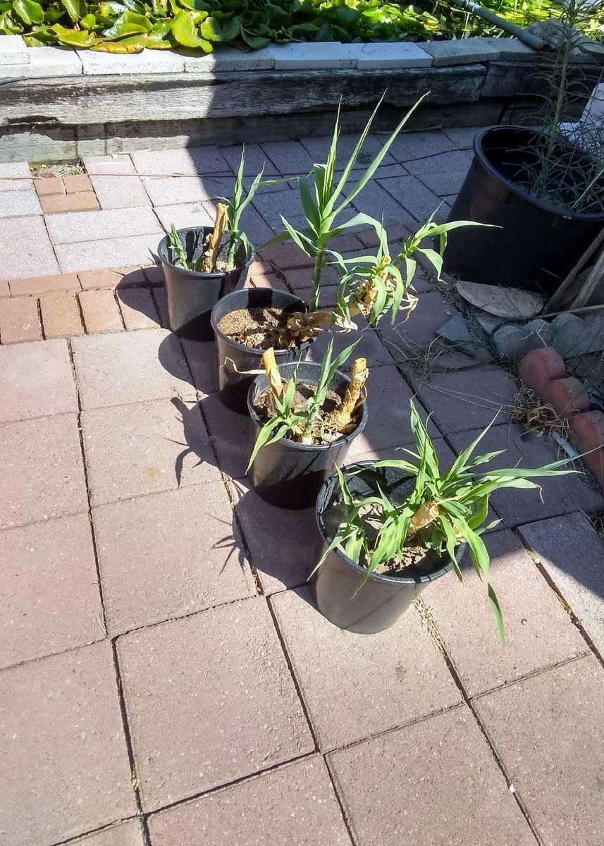 $8 Bamboo Starts