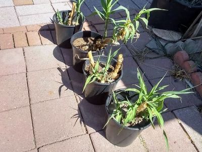 $8 Bamboo Starts