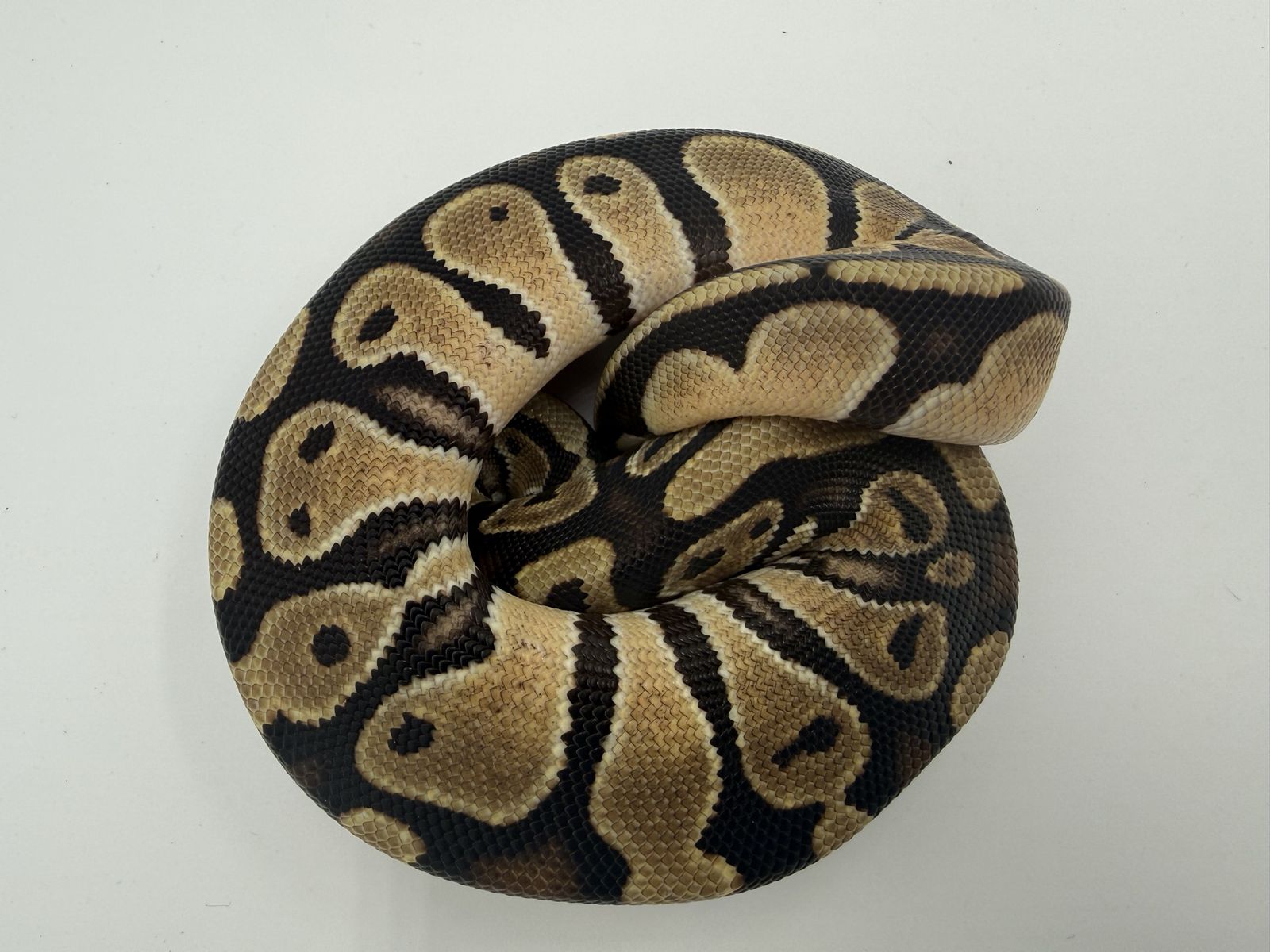 Main image 2