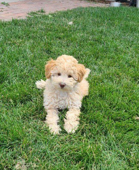 Toy F1B Cavapoo Puppy ~ Boy~