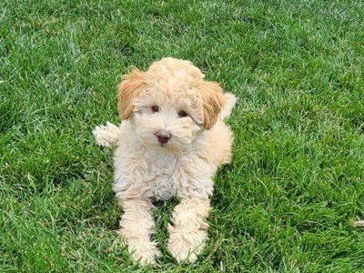 Toy F1B Cavapoo Puppy ~ Boy~