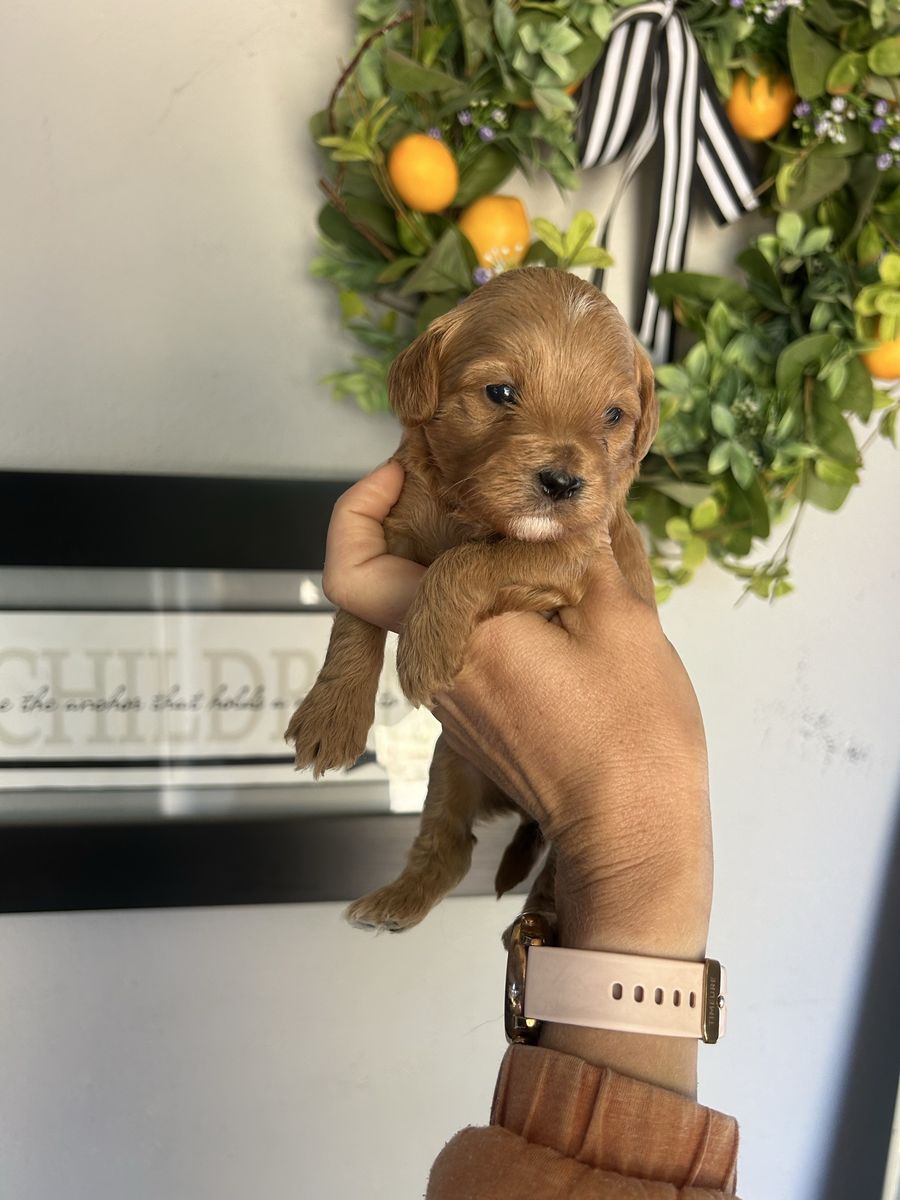 Cavapoo Puppies male & female
