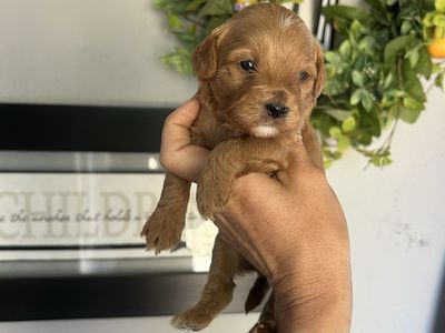 Cavapoo Puppies male & female