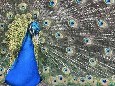 Peacock & Peahen pair