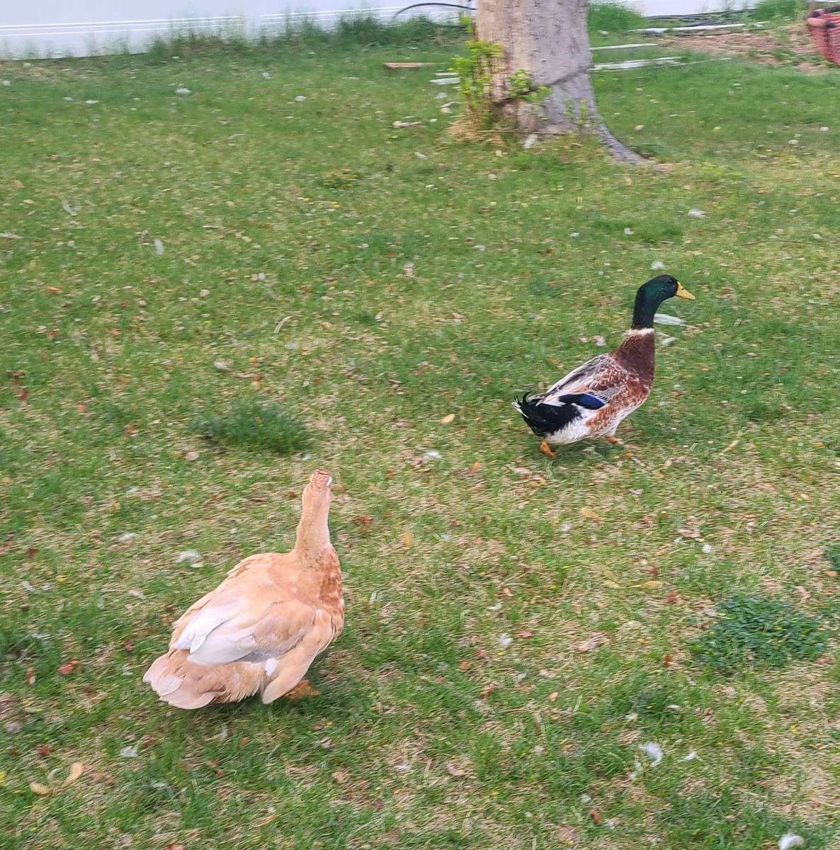 Male and female ducks for sale