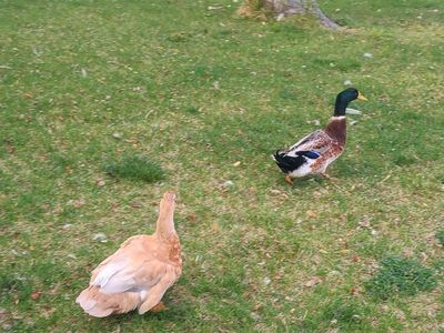 Male and female ducks for sale