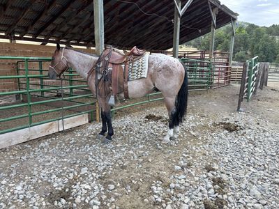 5 year old ranch gelding