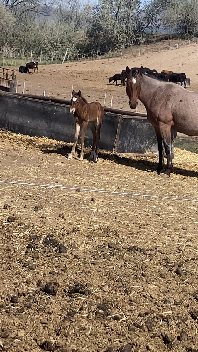 2026 high rolling roany stud colt