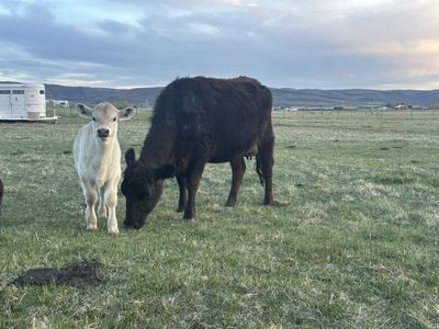 Angus/Charolais Mix Cow-Calf Pair