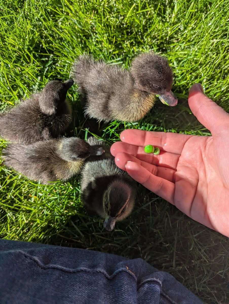 $2 Ducklings Ducks