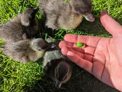 $2 Ducklings Ducks