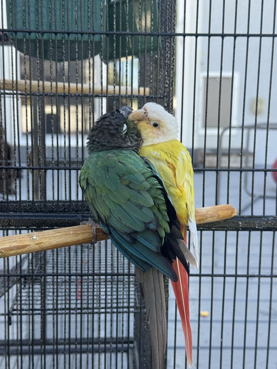 Green Cheek Conure Pair