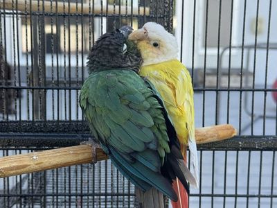 Green Cheek Conure Pair