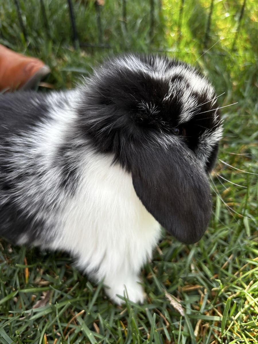 Pedigreed Female Mini Lop (5 Weeks Old)