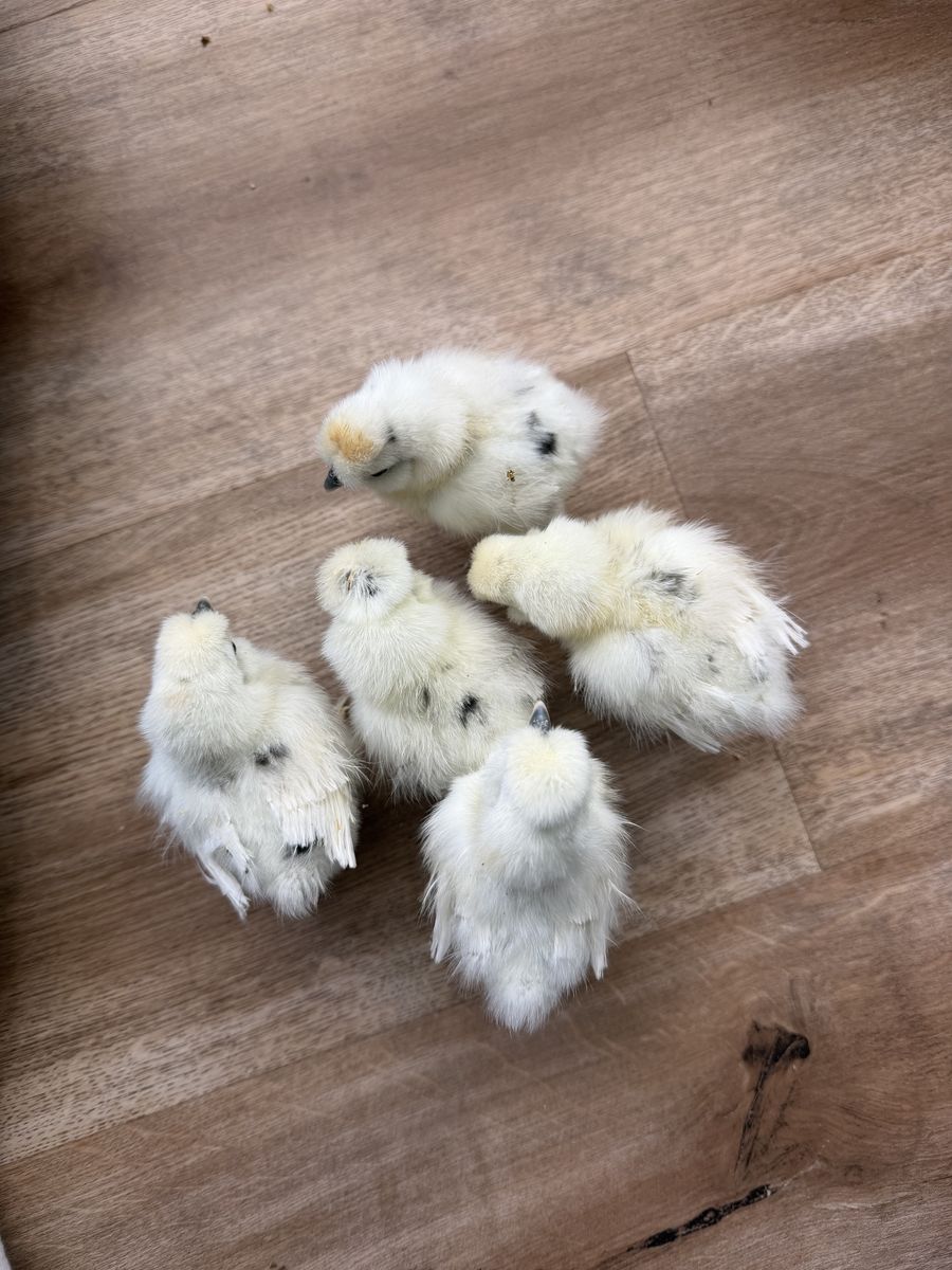 1 Week Old Paint Silkie Chicks