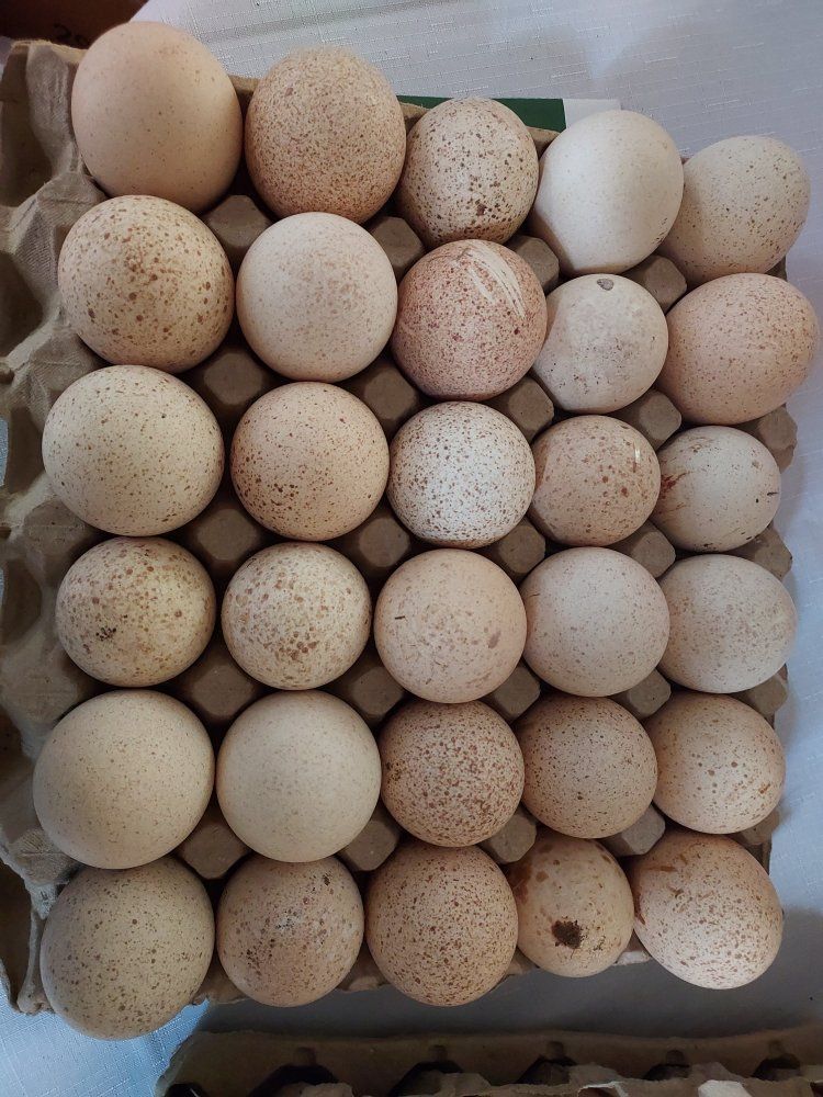 Standard Bronze Turkey Eggs