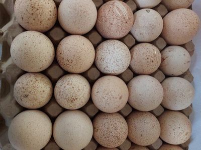 Standard Bronze Turkey Eggs