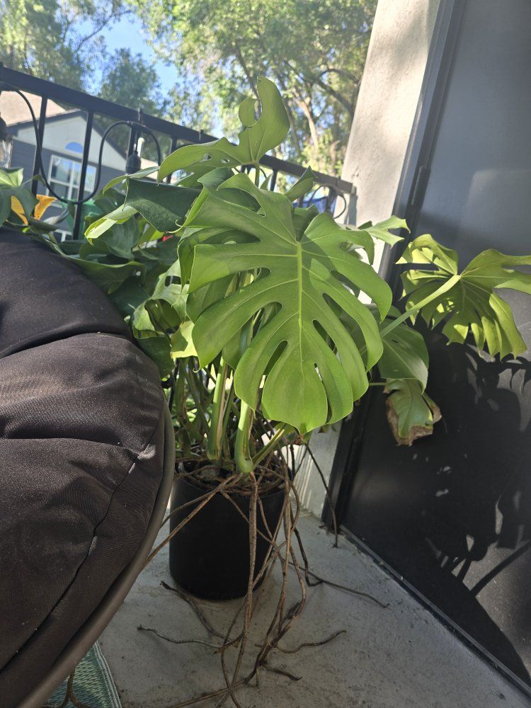Monstera Deliciosa in new pot with chunky new soil and nutrients