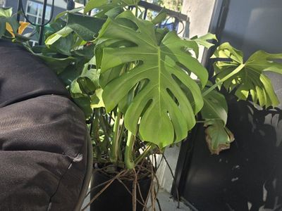 Monstera Deliciosa in new pot with chunky new soil and nutrients