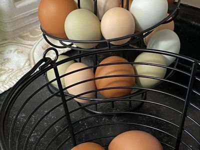 Little Giant Egg Basket and Spiral Egg Skelter