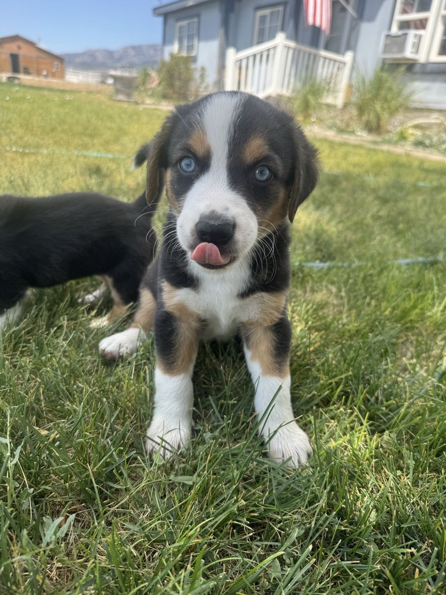 Tri-color cowboy corgi puppies