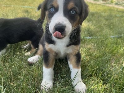 Tri-color cowboy corgi puppies