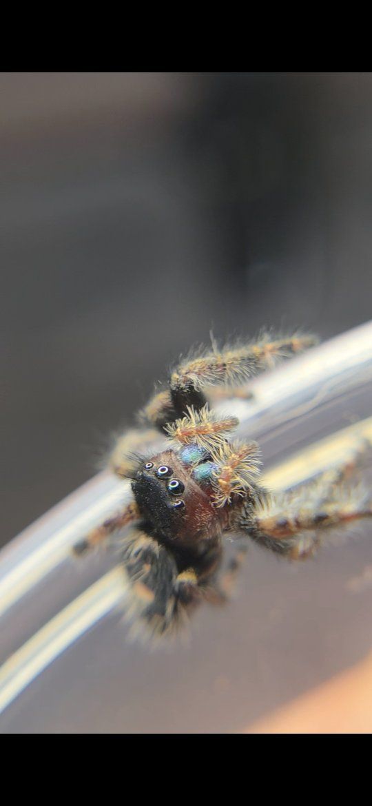 Jumping Spiders
