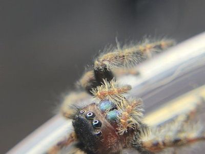 Jumping Spiders