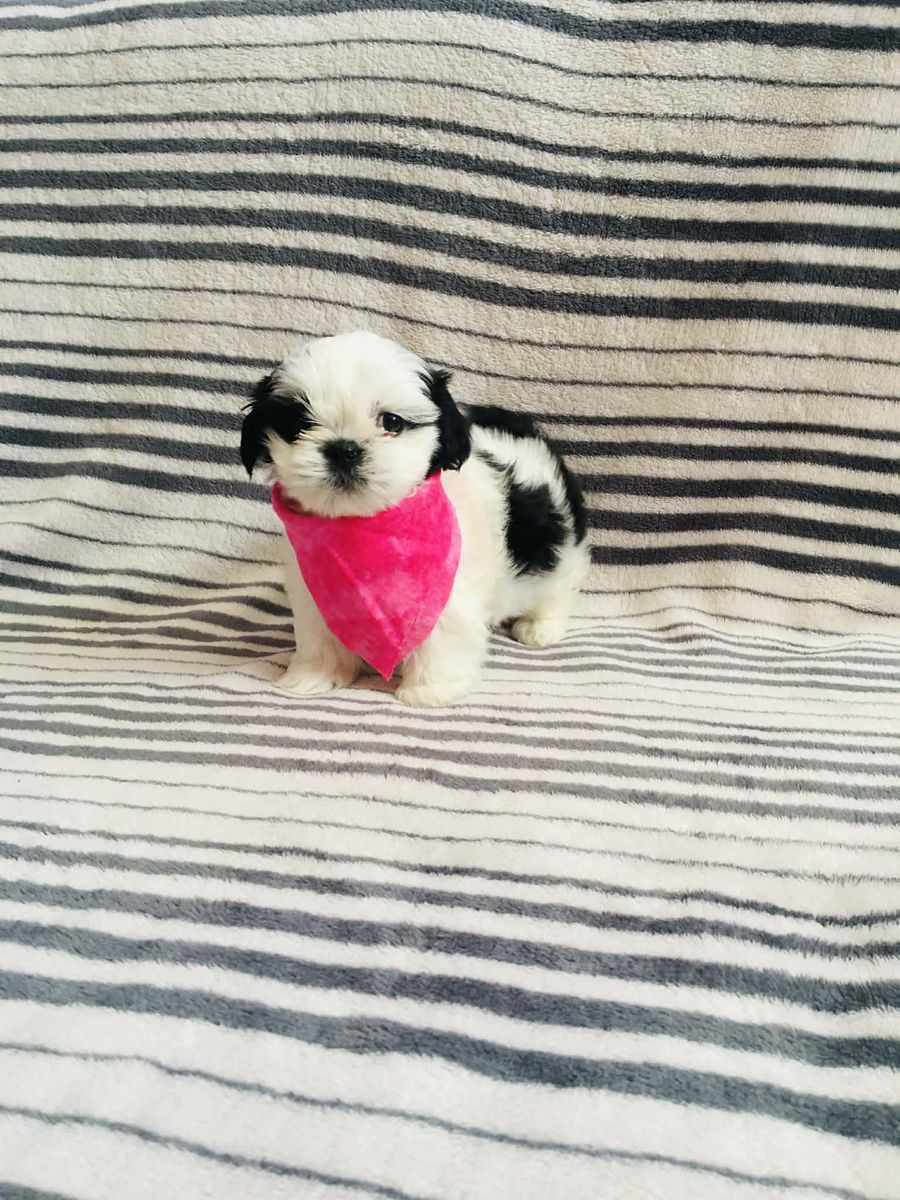 Shih Tzu Puppies