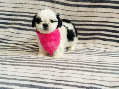 Shih Tzu Puppies