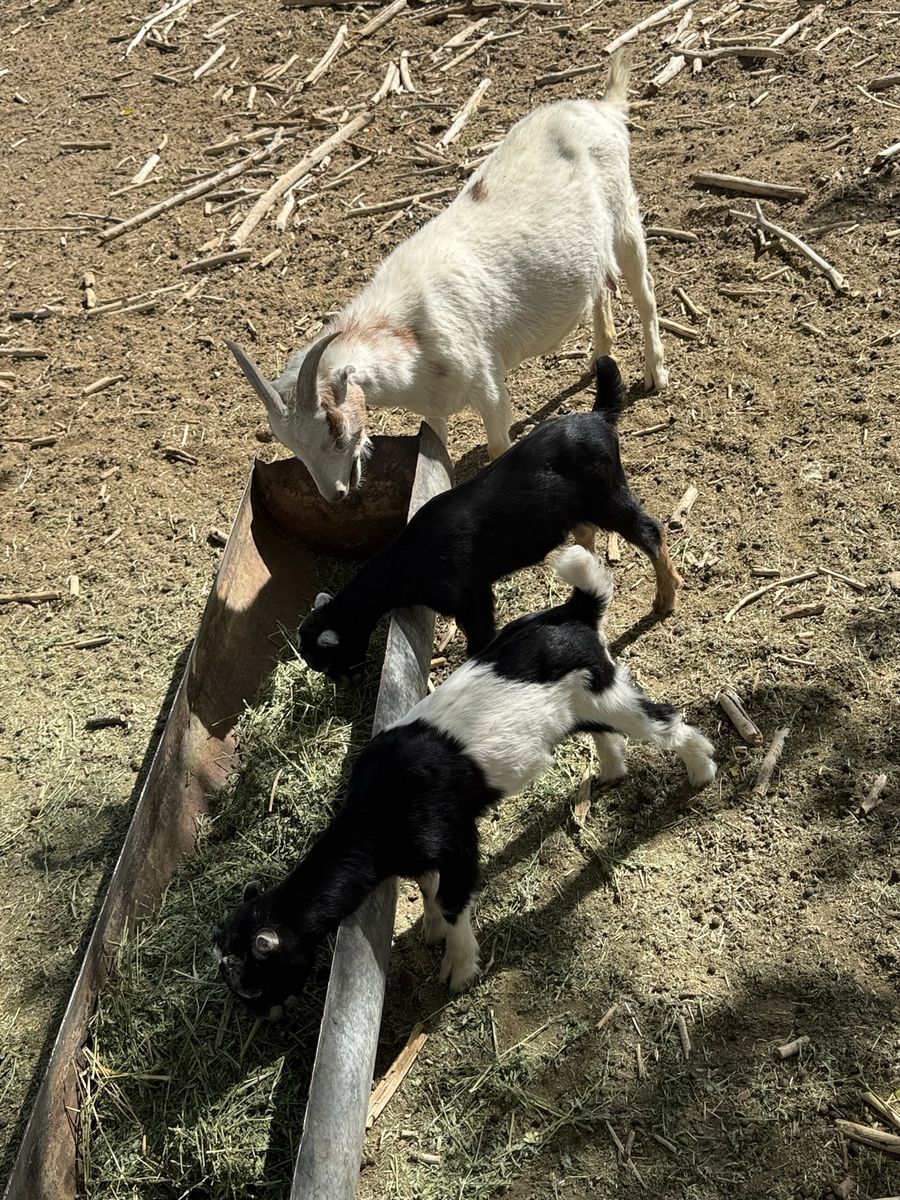 3 year old mini lamancha with twins