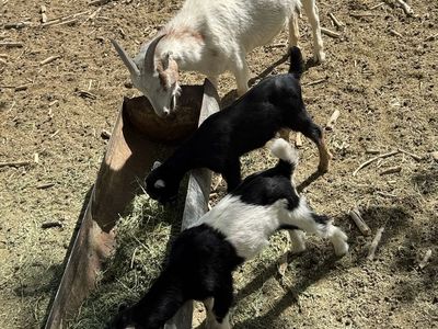 3 year old mini lamancha with twins