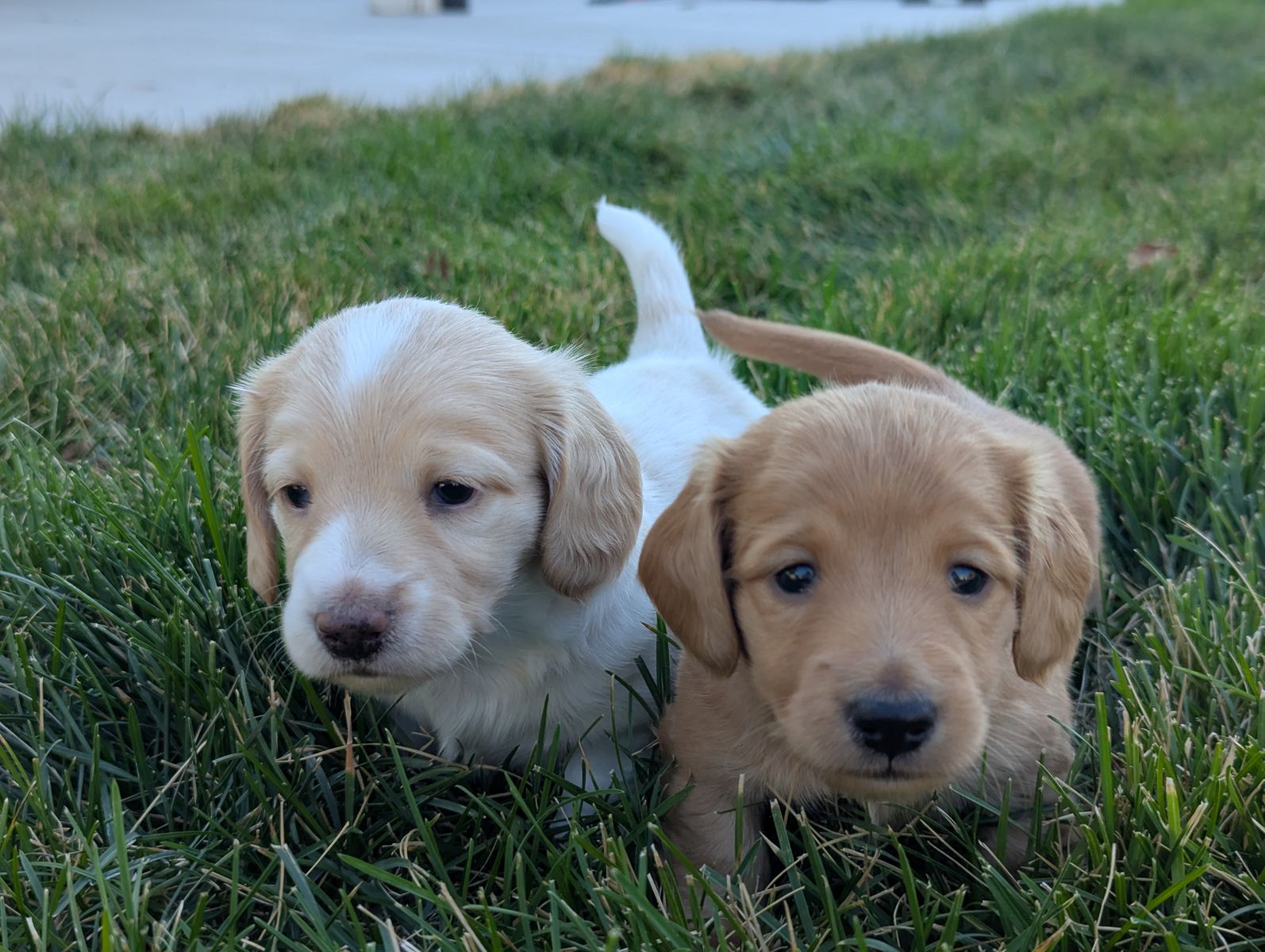 Mini Long-Haired Dachshund Puppies for Sale