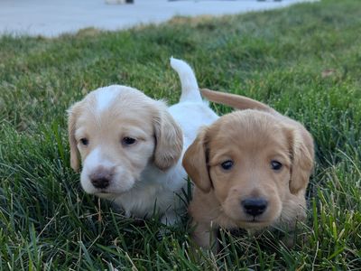 Mini Long-Haired Dachshund Puppies for Sale
