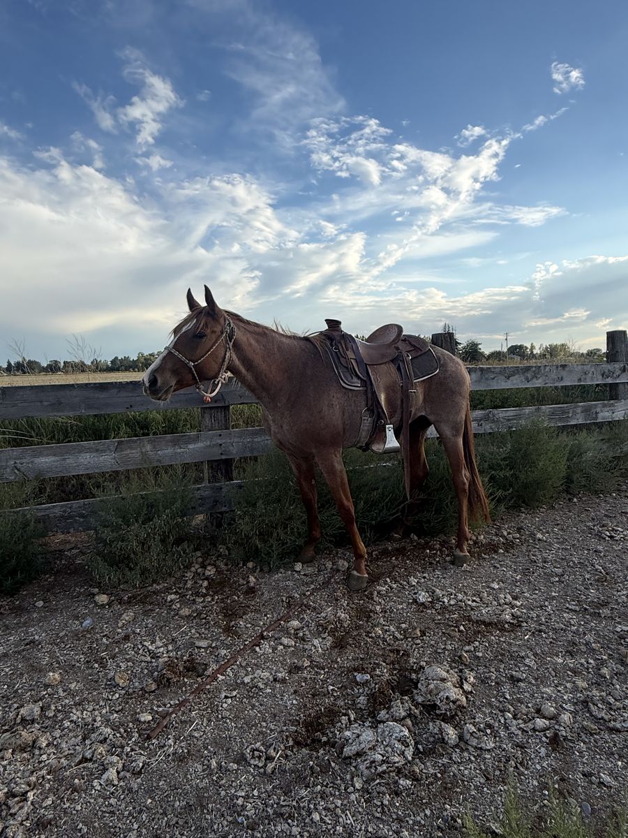 Nice Red roan Mare