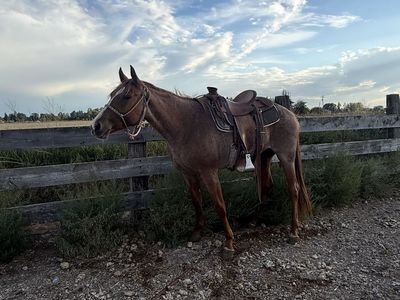 Nice Red roan Mare