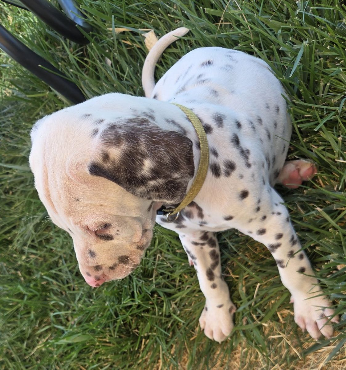 AKC Liver male Dalmatian