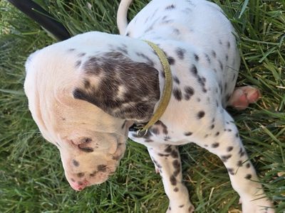 AKC Liver male Dalmatian