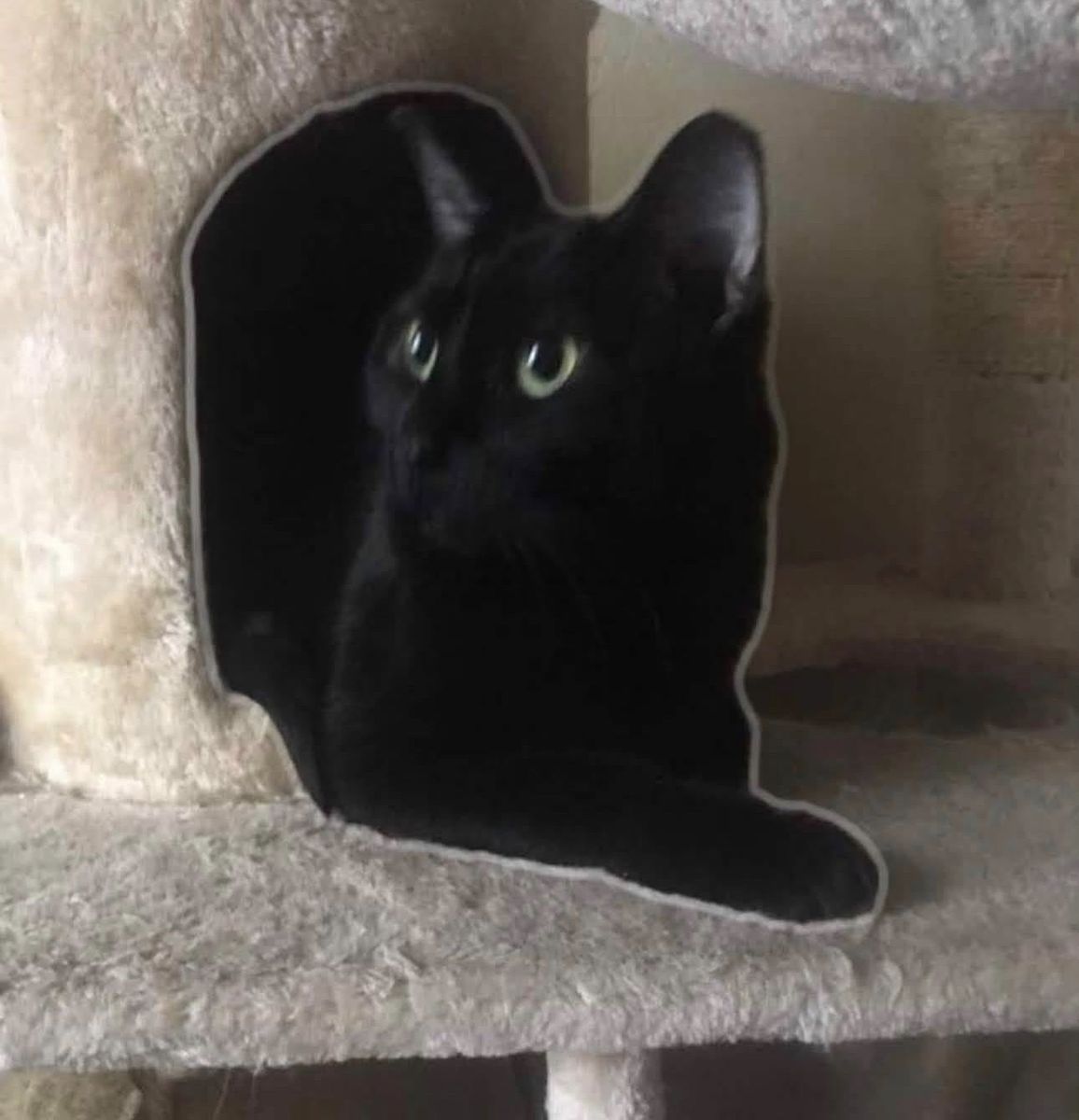 Black Cat, Green Eyes, Short Hair Domestic Cat - Perfect Companion