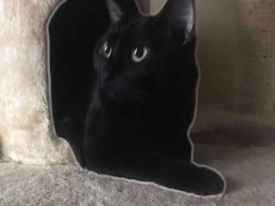 Black Cat, Green Eyes, Short Hair Domestic Cat - Perfect Companion