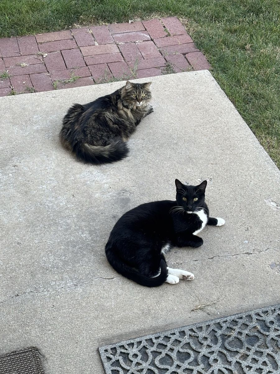 Male & Female kittens, siblings that are 6 yr. old