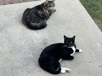Male & Female kittens, siblings that are 6 yr. old