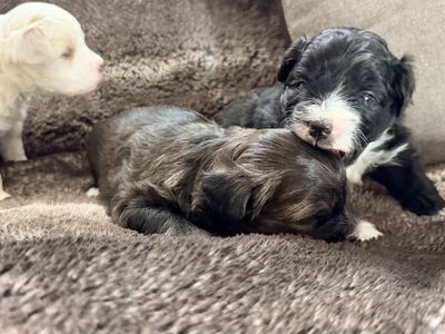 Adorable Maltese Poodle Mix 6 Puppies Available