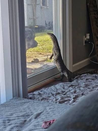 Argus Monitor Lizard - Large & Healthy