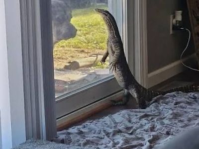 Argus Monitor Lizard - Large & Healthy